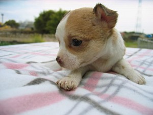 チワワ　スムース　ブリーダー