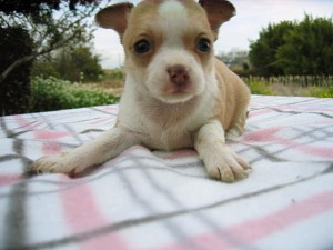 チワワ　スムース　子犬販売　AngelWan　横浜