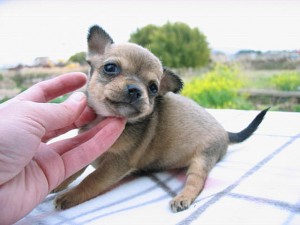チワワ　スムース　子犬　フォーン