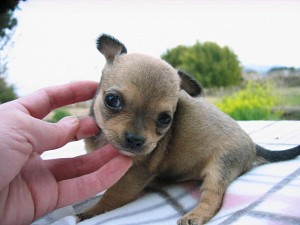 ちわわ　スムース　子犬販売　ブリーダー