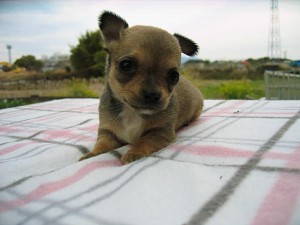 スムチー　フォーン　子犬　かわいい　ペット