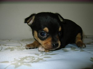 チワワ　ブリーダー　子犬