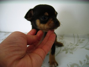 チワワ　子犬販売　専門店