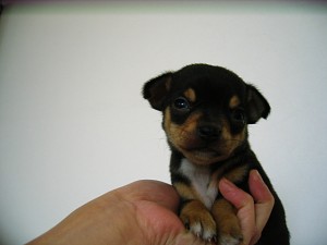 チワワ　ブログ　子犬　極小