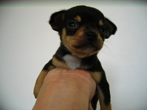 チワワ　赤ちゃん　ブラック＆タン　子犬　スムース　ブリーダー　ペットショップ