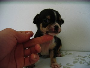 チワワ　ブリーダー　子犬販売