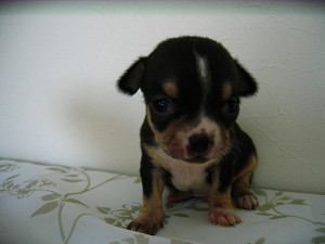 チワワ　ペットショップ　AngelWan