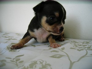 チワワ　小ぶり　子犬　販売