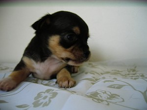 チワワ　ブラック＆タン　スムース