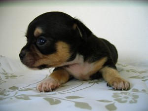 極小　チワワ　ブリーダー　ペットショップ