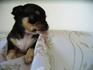 ちわわ　ブラック＆タン　スムチー