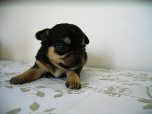 チワワ　ブラック＆タン　ブリーダー　子犬