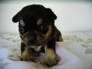 チワワ　ブラック＆タン　女の子　小ぶり