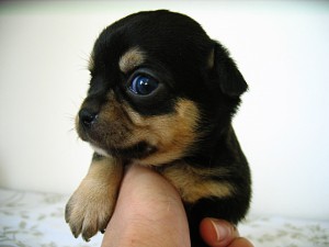 チワワ　ペットショップ　子犬