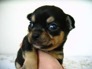 スムチー　家族　極小　こいぬ