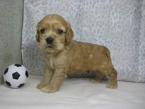 アメリカンコッカースパニエル　バフ