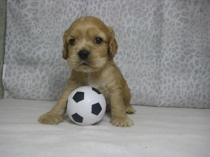 アメリカンコッカースパニエル　JKC