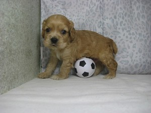 アメリカンコッカースパニエル　男の子