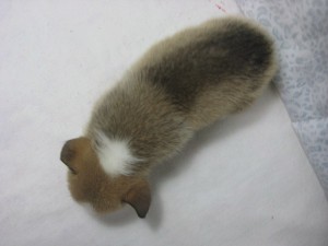 ウェルシュコーギーペンブローク　レッド＆ホワイト