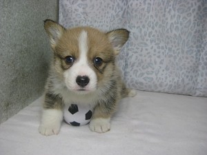 コーギー　ぶりーだー　出産情報　子犬