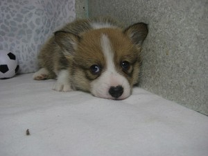 ウェルシュコーギーペンブローク　ペットショップ　横浜