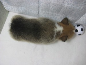 コーギー　女の子　チャンピオン直子　父　JKC