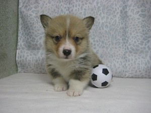 コーギー　ブリーダー　子犬　通販