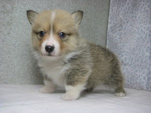 コーギー　出産　ブリーダー　ペット通販