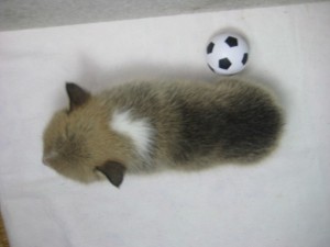 コーギー　レッド＆ホワイト　ペットショップ　神奈川県