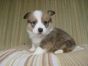 コーギー　ブリーダー　繁殖