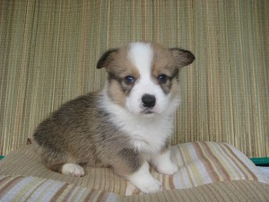 コーギー　子犬販売　AngelWan