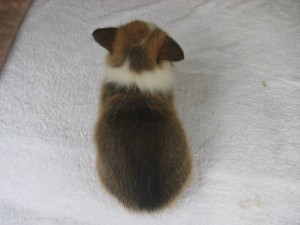 コーギー　ブリーディング　出産