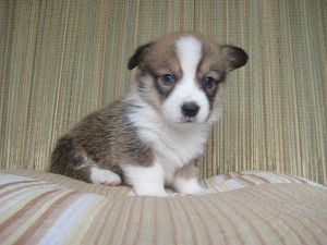 コーギー　子犬　販売　専門