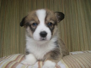 コーギー　ペットショップ　購入