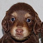 ミニチュアダックスフンド　チョコレートタン＆クリーム