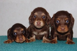 ミニチュアダックスフント　ブリーダー　子犬販売　専門店