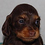 ミニチュアダックスフンド　チョコレート＆タン