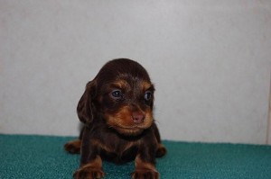 ミニチュアダックスフンド　チョコタン　ロング　胴長短足