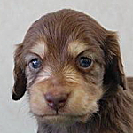 ミニチュアダックスフンド　チョコレート＆クリーム