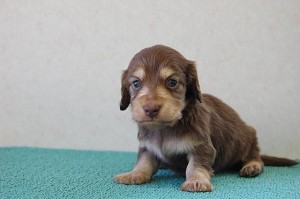 ミニチュアダックスフント　チョコレート＆クリーム　子犬販売　ブリーダー　専門店
