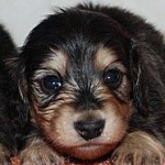 ミニチュアダックスフンド　ブラック＆クリーム