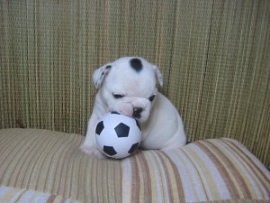 フレンチブルドッグ　子犬　専門店