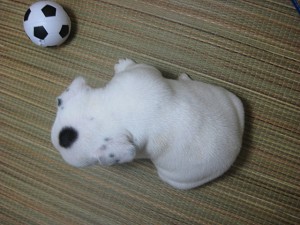 フレンチブルドッグ　子犬　購入