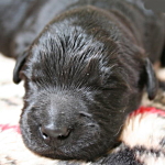 ゴールデンドゥードル　ブラック