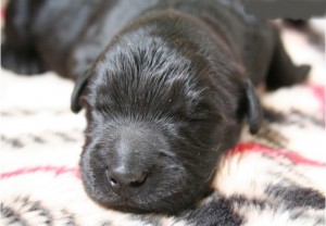 ゴールデンドゥードル　ブリーダー　販売　子犬　DNA検査　遺伝子検査　証明書　レトリバー　スタンダードプードル