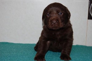 labrador0418_a1 ラブラドールリトリバー 子犬 販売 専門店