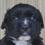 ミックス　ハーフ　子犬