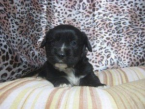 ミックス　ハーフ　子犬　ブリーダー