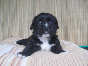 コーギー　アメリカンコッカー　ミックス　雑種　ハーフ