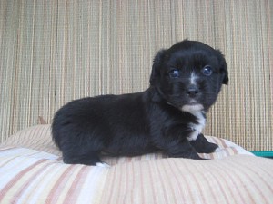 ウェルシュコーギーペンブローク　アメリカンコッカースパニエル　ミックス